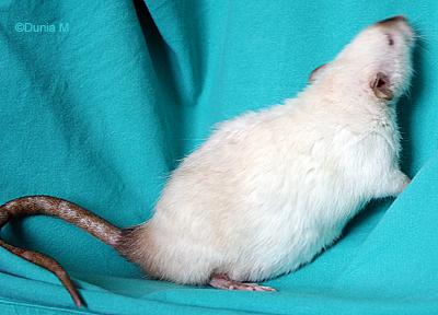 Rate gestante depuis 14 jours