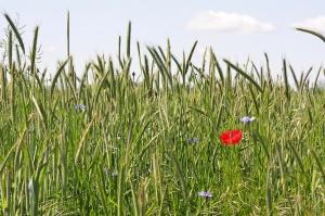 510652688_0929151fe9_b