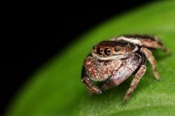 araignée sauteuse marron