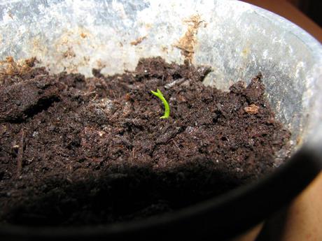 Concours : “Pousse de Kiwis”