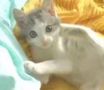 vidéo chat joue pattes arrières