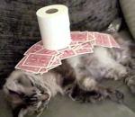 vidéo 61 objets chat endormi