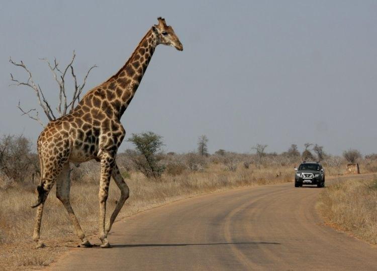 Parc national Kruger, Afrique du Sud