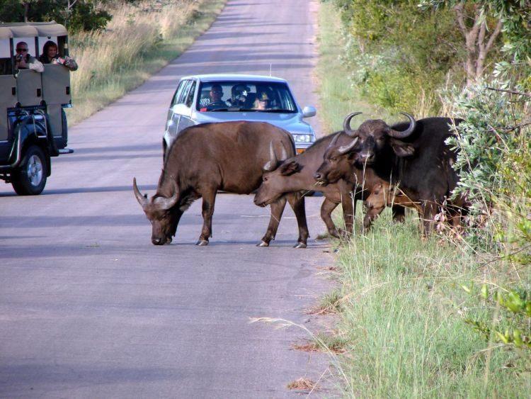 Parc national Kruger, Afrique du Sud