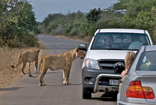 Parc national Kruger, Afrique du Sud