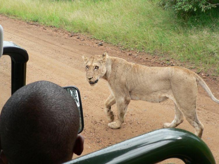 Parc national Kruger, Afrique du Sud