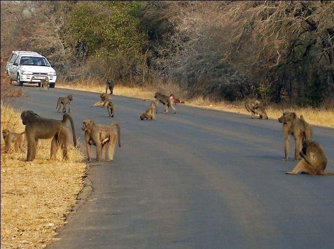 Parc national Kruger, Afrique du Sud