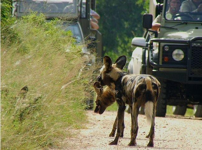 Parc national Kruger, Afrique du Sud