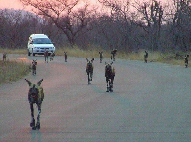 Parc national Kruger, Afrique du Sud