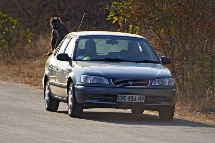 Parc national Kruger, Afrique du Sud
