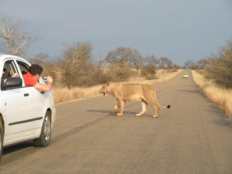 Parc national Kruger, Afrique du Sud