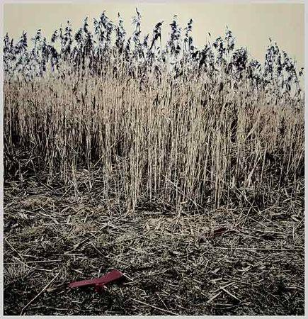 Plastic_fields_Daaram