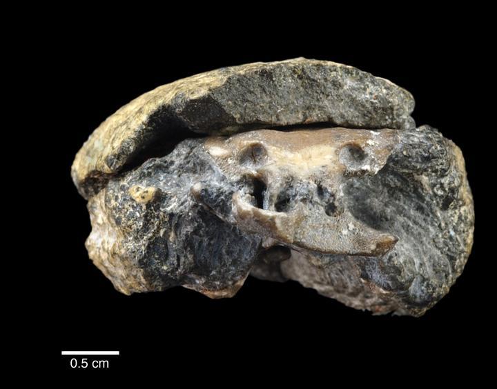 La structure du crâne (à l'avant) d’un iniopterygien de 300 millions d’années