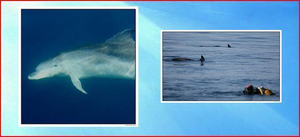 Oh, je pense qu'on va me détester !