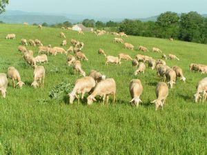 Le jour des brebis - special samedi fromageux (de brebis)