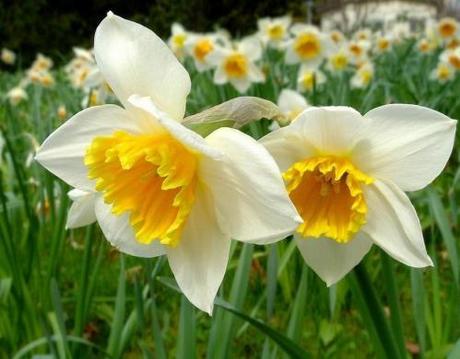 Gourmandises sur topmiam