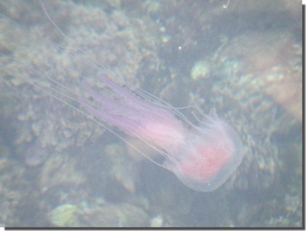 la danse de la meduse