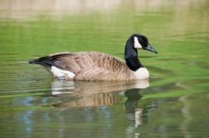 Oie du Canada (image d'illustration)