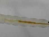 Larve chaoborus crystallinus