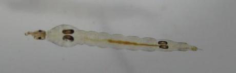 larve de chaoburus crystallinus vue de dessus