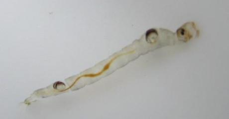 larve de chaoborus vue de coté