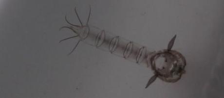 exuvie de nymphe de chaoborus