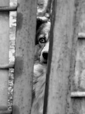 L'Europe prefere l'euthanasie plutot que la responsabilité