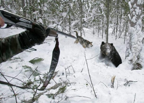 Quand les ours meurt pour les riches