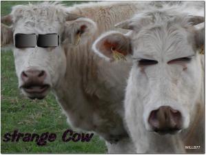 D'étranges formes géométriques dans un champ