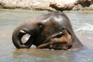 Elephant d'Asis (image d'illustration)