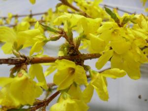 Mozzarella in carrozza
