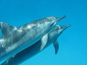 Formation plongée recycleur Inspiration