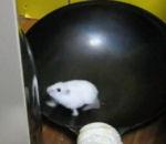 vidéo streaming hamster wok