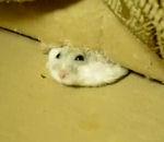 vidéo buzz hamster aplati canapé