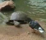 vidéo tortue eau attrape pigeon