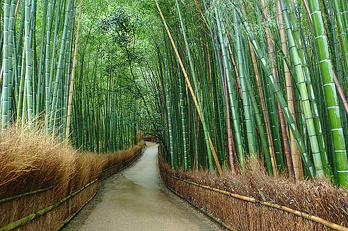 bosque-de-bambou
