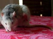 Rats: mort d’une ancêtre