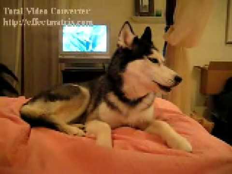 Image de prévisualisation YouTube