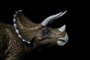 Tricératops (image d'illustration)