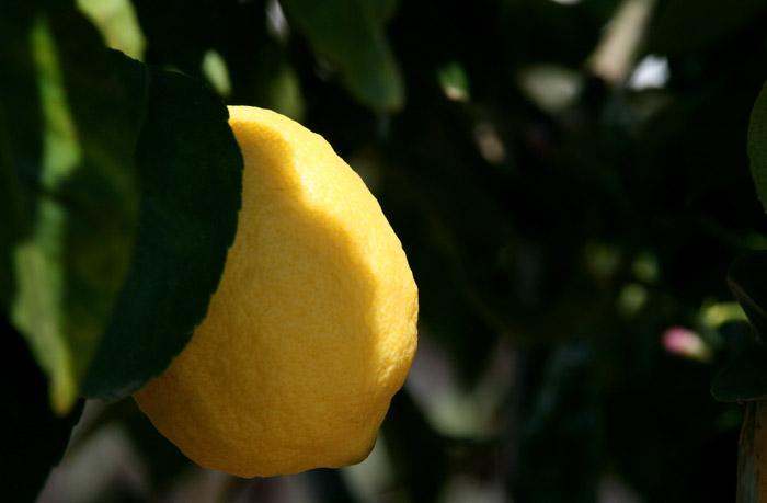 Lemon citron limao  fino