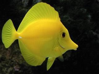 Fish ou pas fish. Fish ou pas fish.