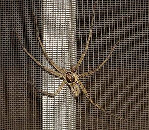plage du Gabon : ananas et farniente face aux vagues