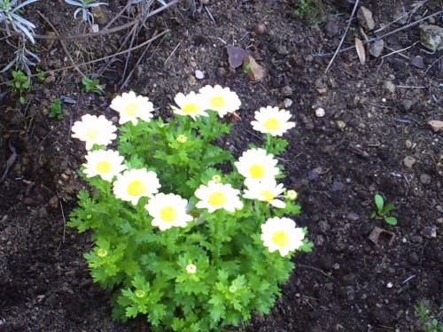 jardin mars 2009 hf.jpg