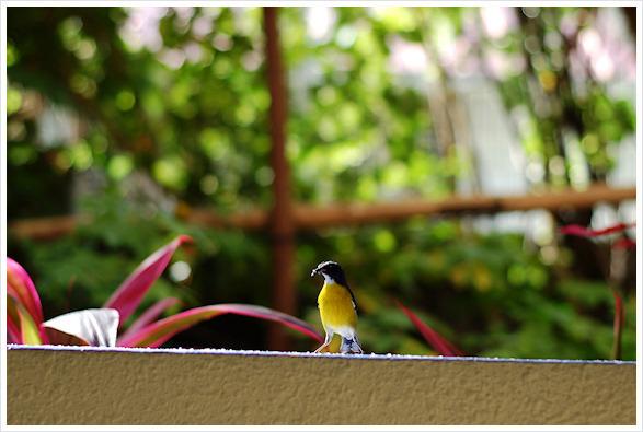 Il en va des bonnes choses comme des haricots... *