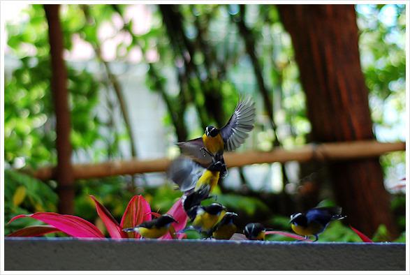 Il en va des bonnes choses comme des haricots... *