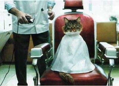 chat_coiffeur