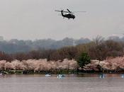 festival cerisiers fleurs