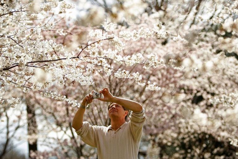 Le festival des cerisiers en fleurs