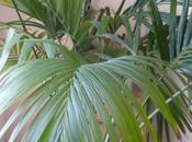 Jeudi défi-photo ...///???