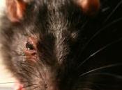 rats, nouveaux détecteurs mines antipersonnel